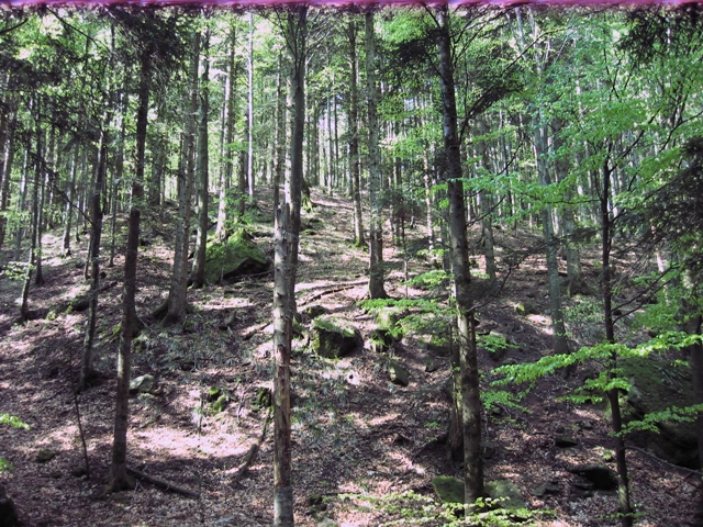 Foreste Casentinesi: La Lama e dintorni